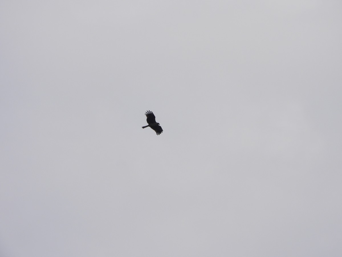 Black Kite - ML641958092