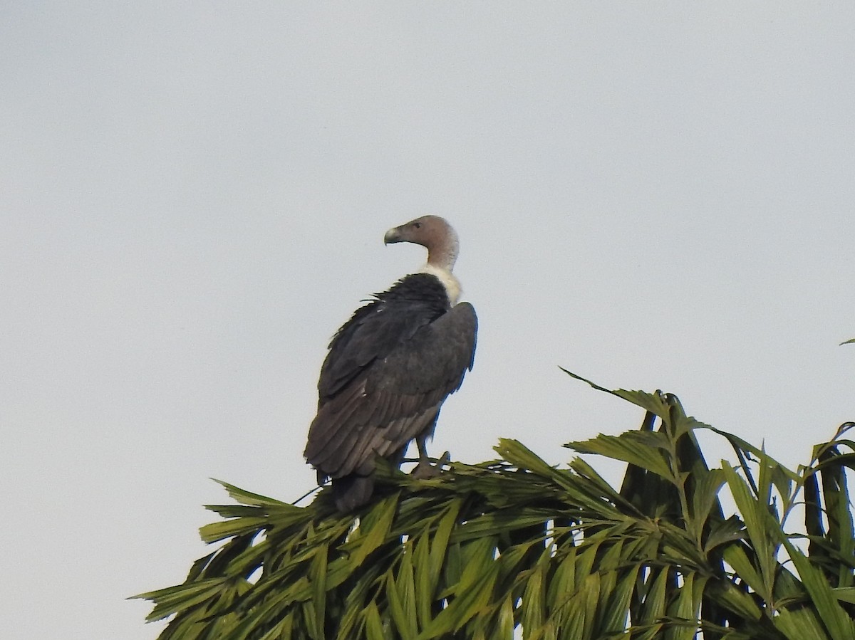 White-rumped Vulture - ML641958097