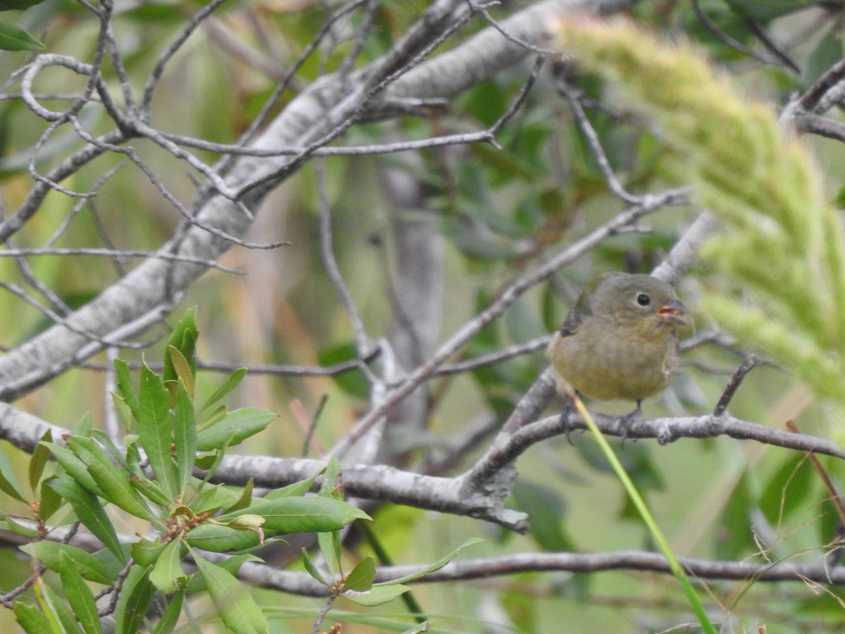 Painted Bunting - ML641958101