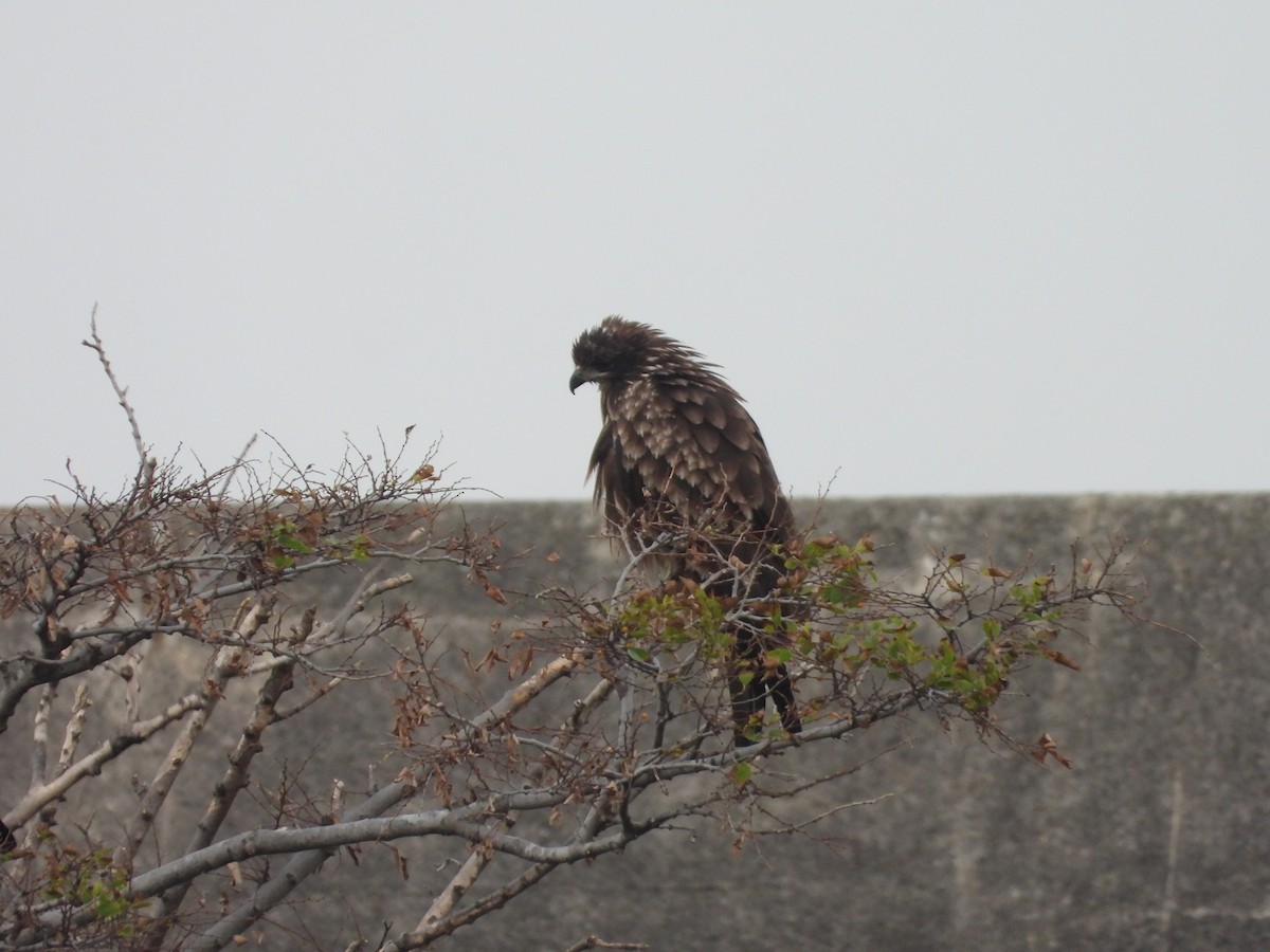 Black Kite - ML641958105