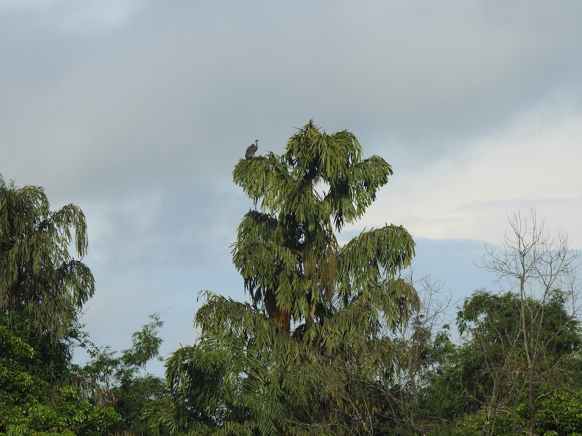White-rumped Vulture - ML641958107