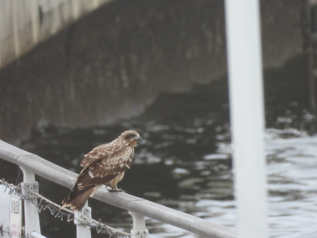 Black Kite - ML641958108