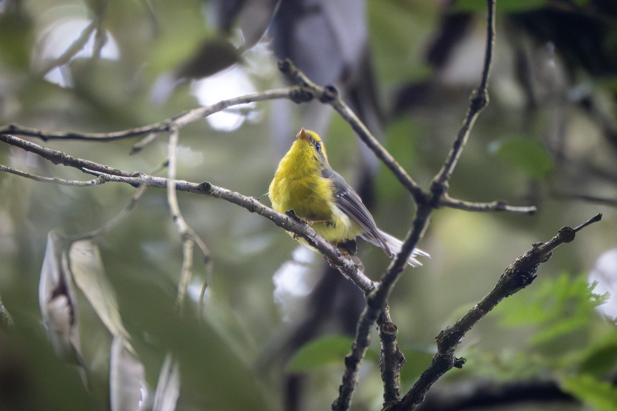 Yellow-bellied Fairy-Fantail - ML641958112