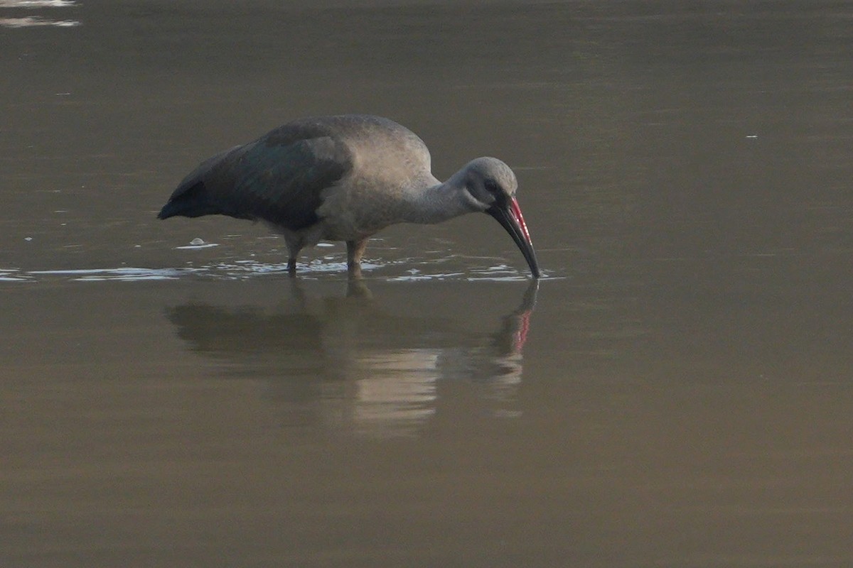 Hadada Ibis - ML641958151