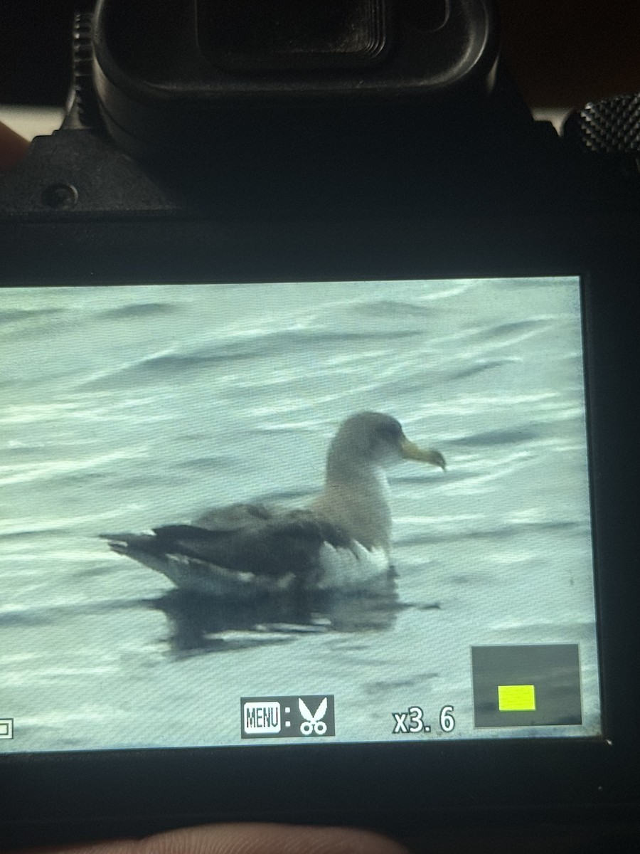 Cory's Shearwater - ML641958159