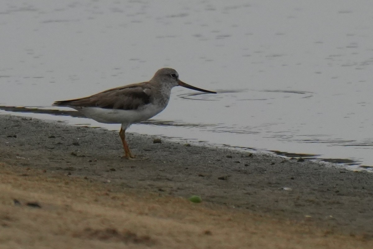 Terek Sandpiper - ML641958161