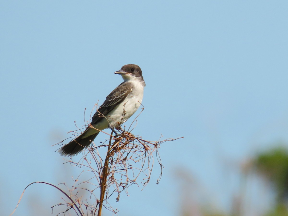 Eastern Kingbird - ML641958169