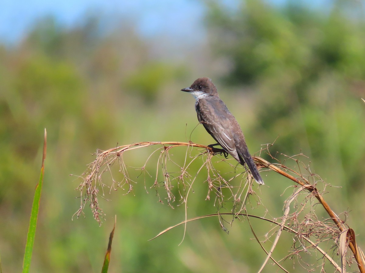 Eastern Kingbird - ML641958171