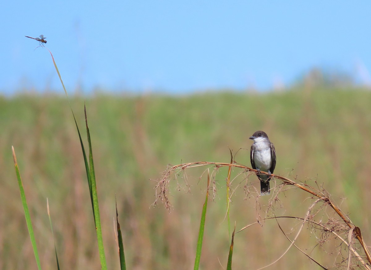 Eastern Kingbird - ML641958172