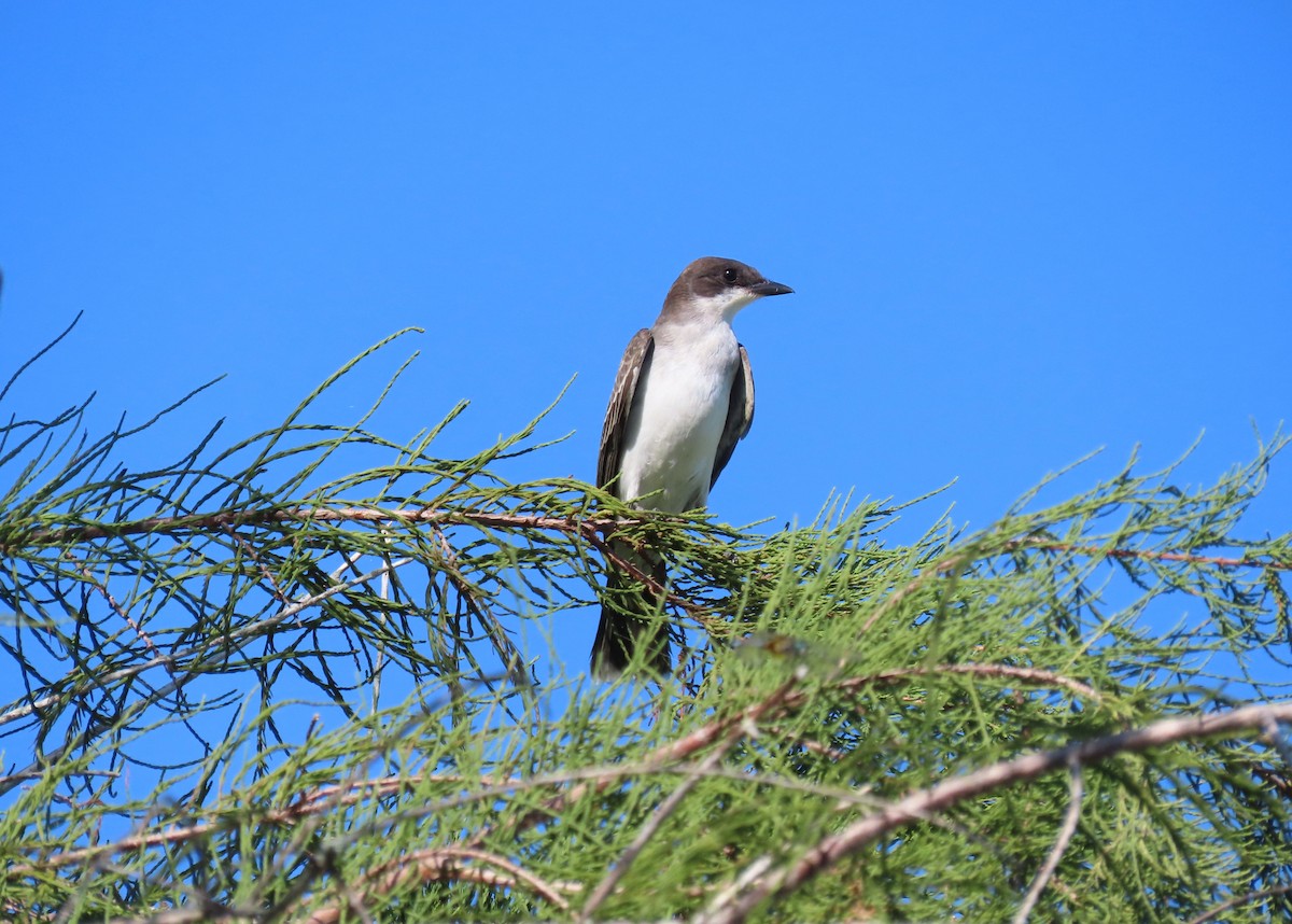 Eastern Kingbird - ML641958173