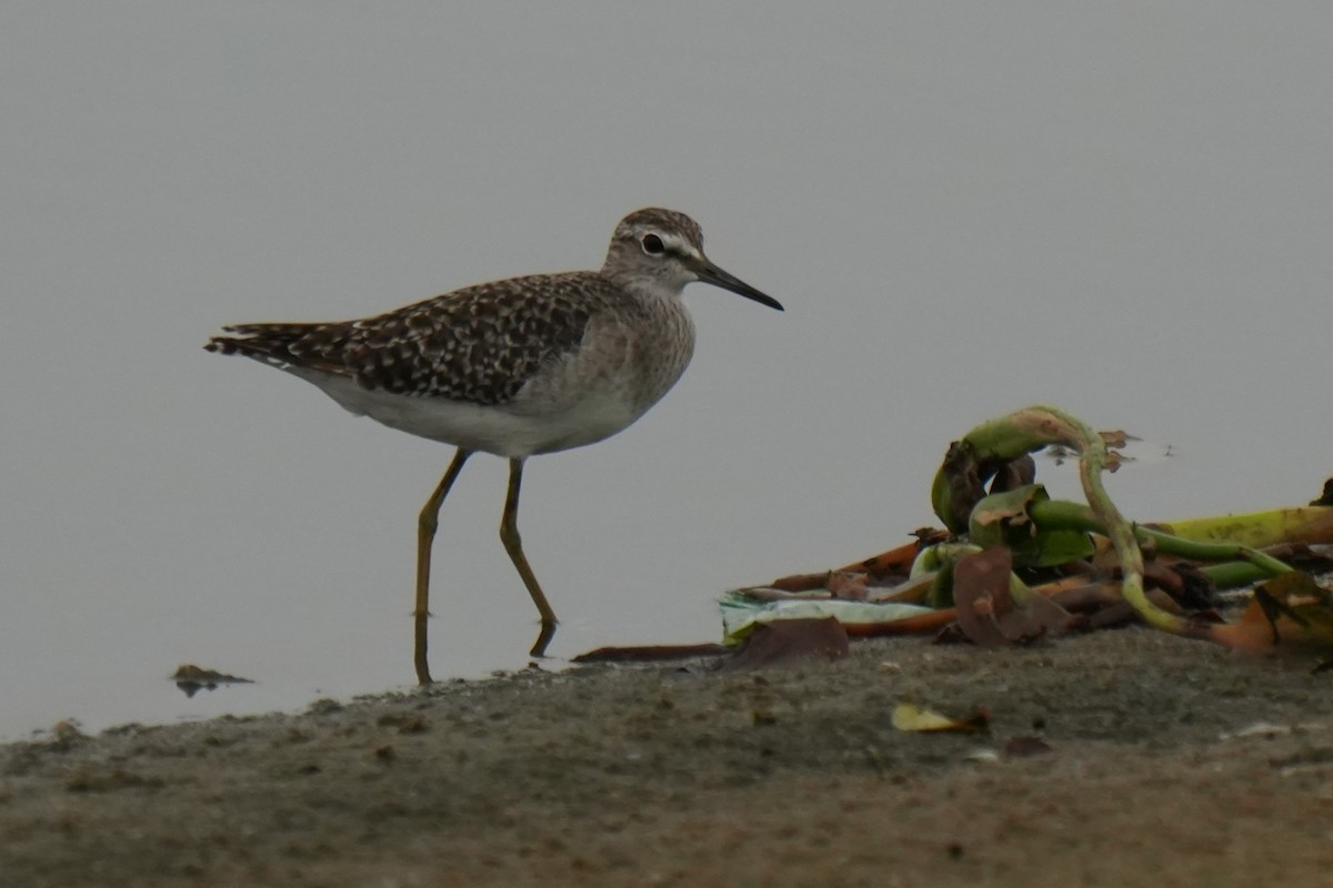 Bruchwasserläufer - ML641958182