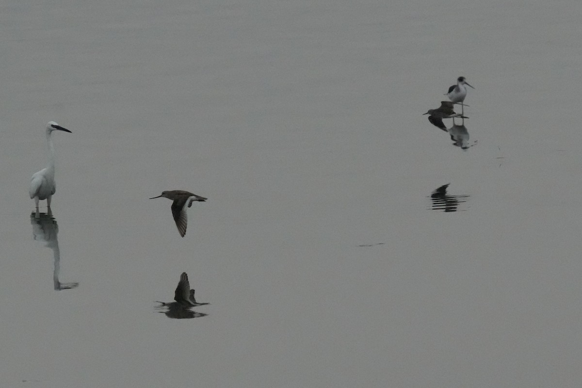 Bruchwasserläufer - ML641958183
