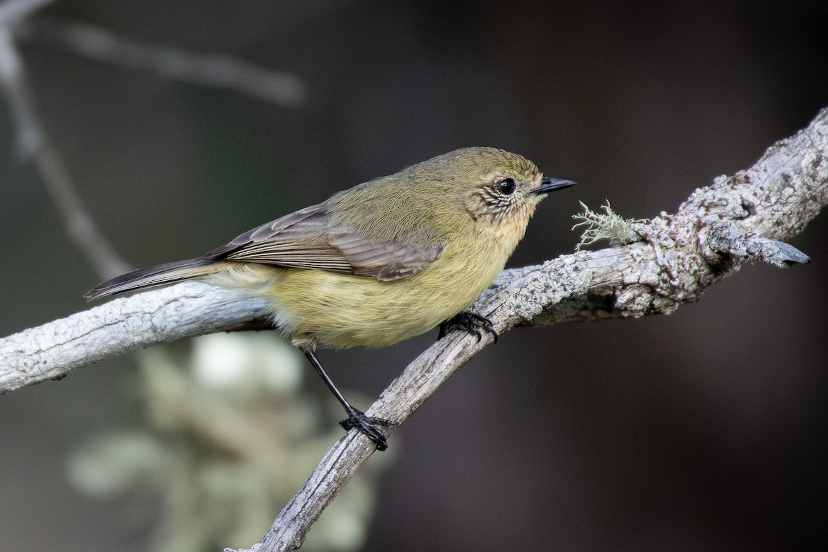 Yellow Thornbill - ML641958185