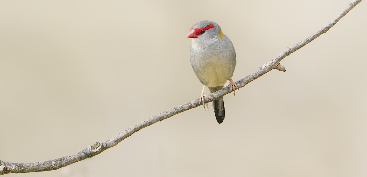 Red-browed Firetail - ML641958192