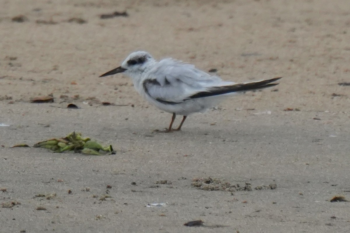 Saunders's Tern - ML641958194