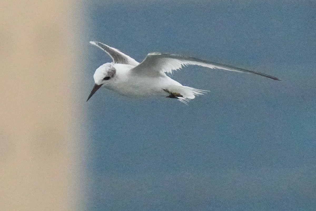 Saunders's Tern - ML641958195