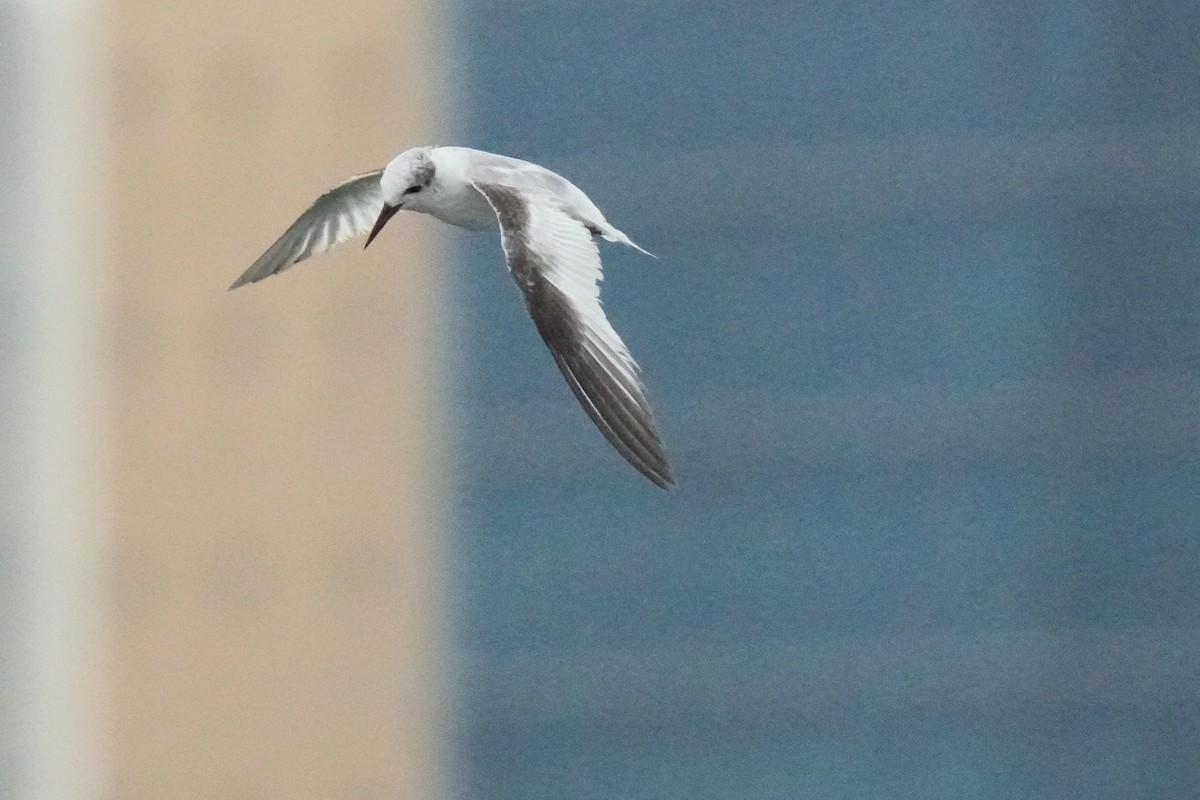Saunders's Tern - ML641958196