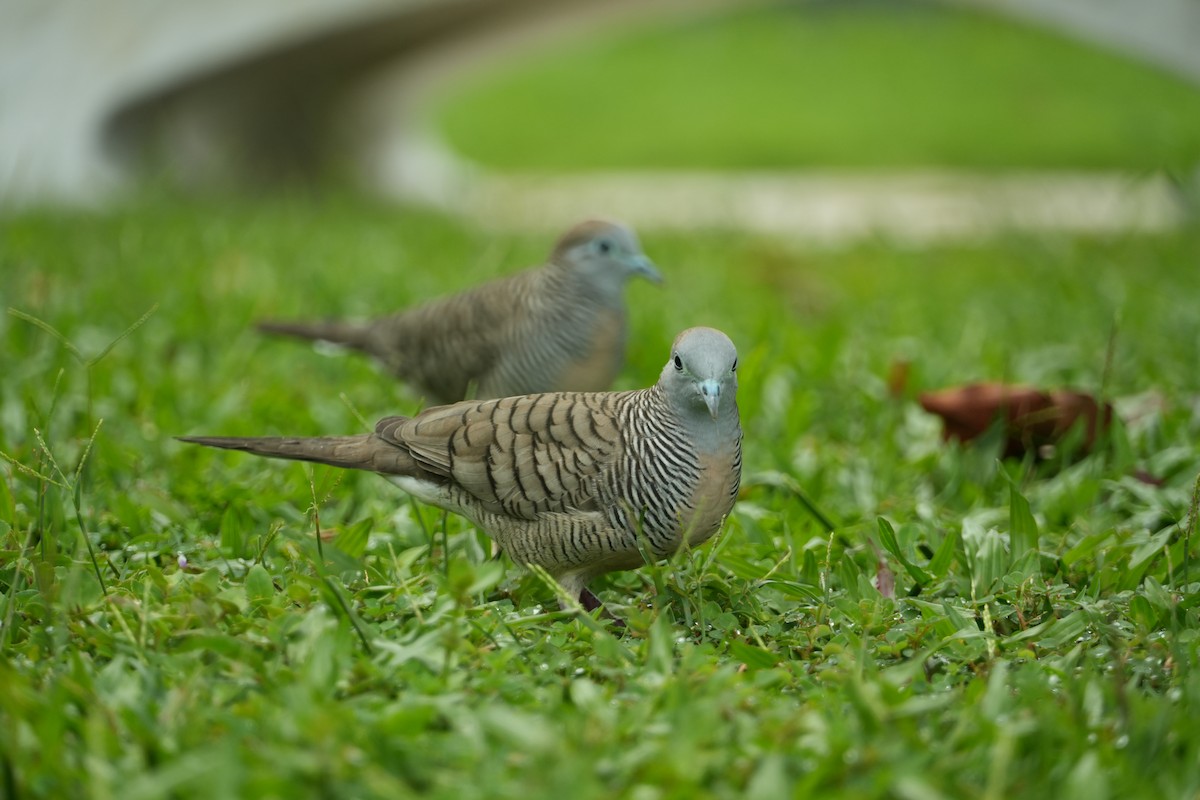 Zebra Dove - ML641958199