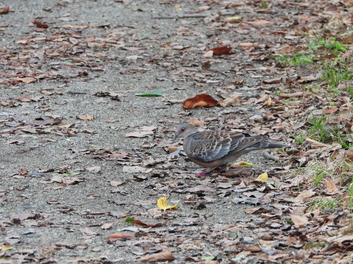 Oriental Turtle-Dove - ML641958204