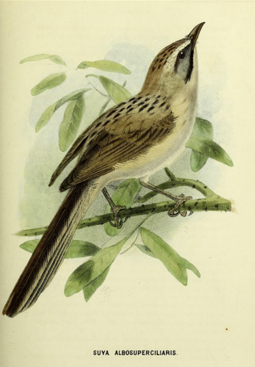 Tarim Babbler - ML641958211