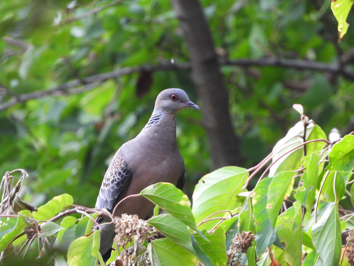 Oriental Turtle-Dove - ML641958214
