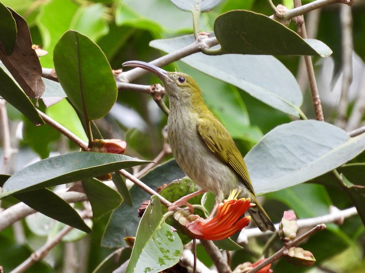 Gray-breasted Spiderhunter - ML641958233