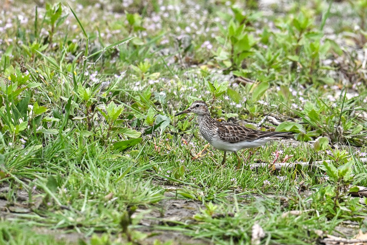 Bécasseau à poitrine cendrée - ML641958260