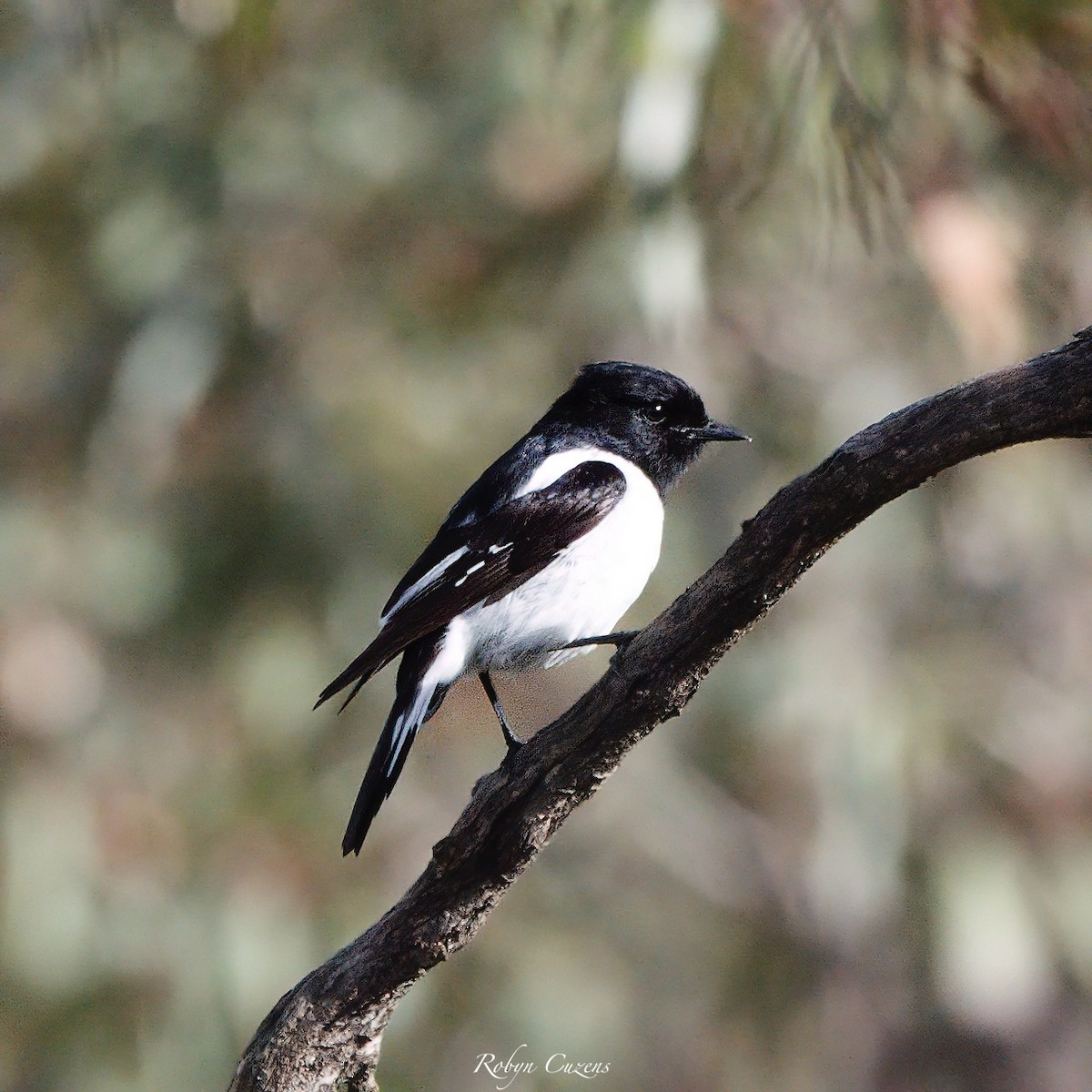 Hooded Robin - ML641958265