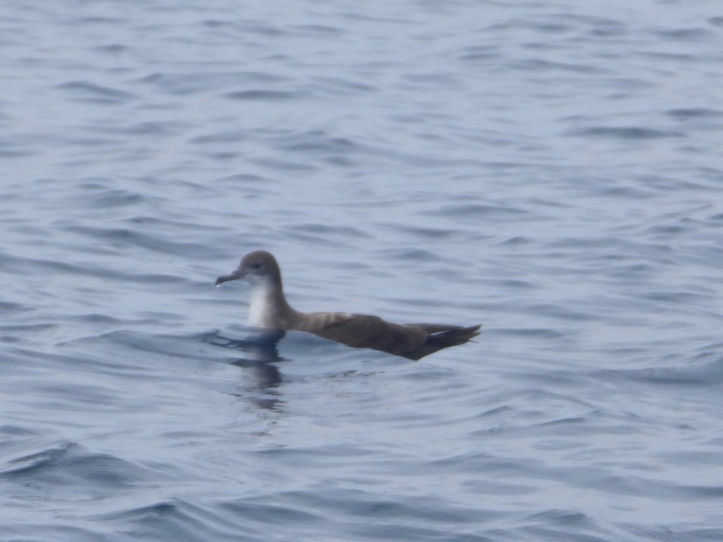 Wedge-tailed Shearwater - ML641958283