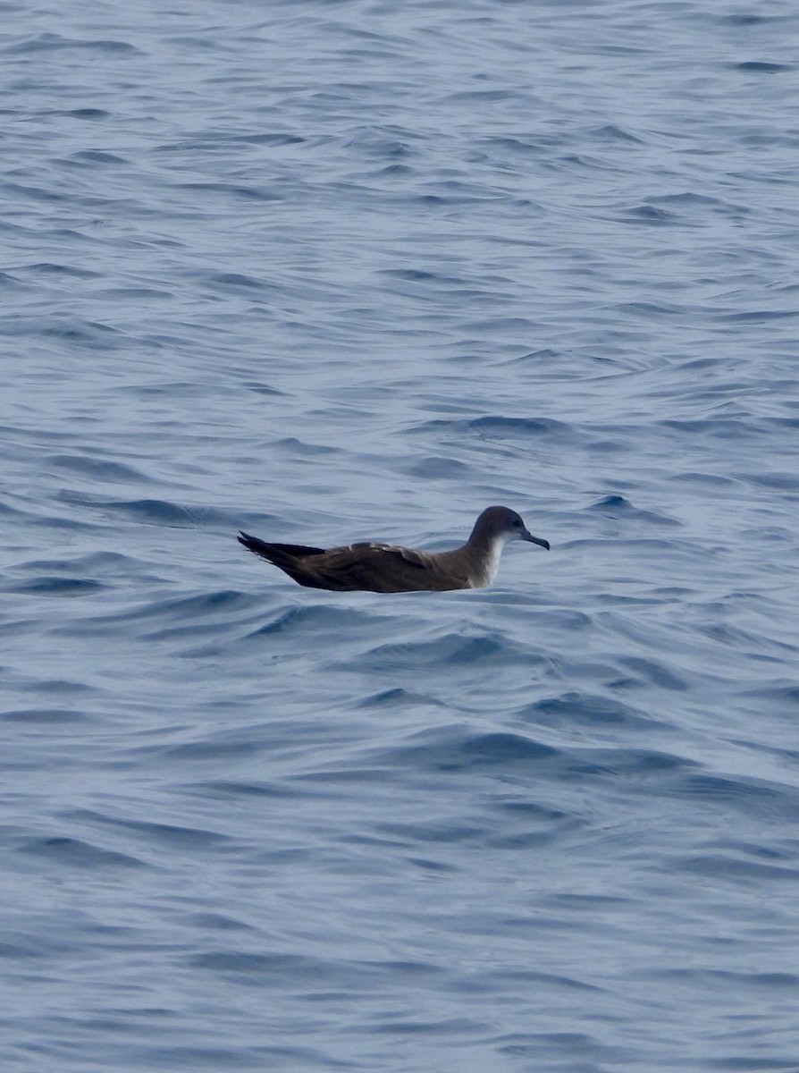 Wedge-tailed Shearwater - ML641958284