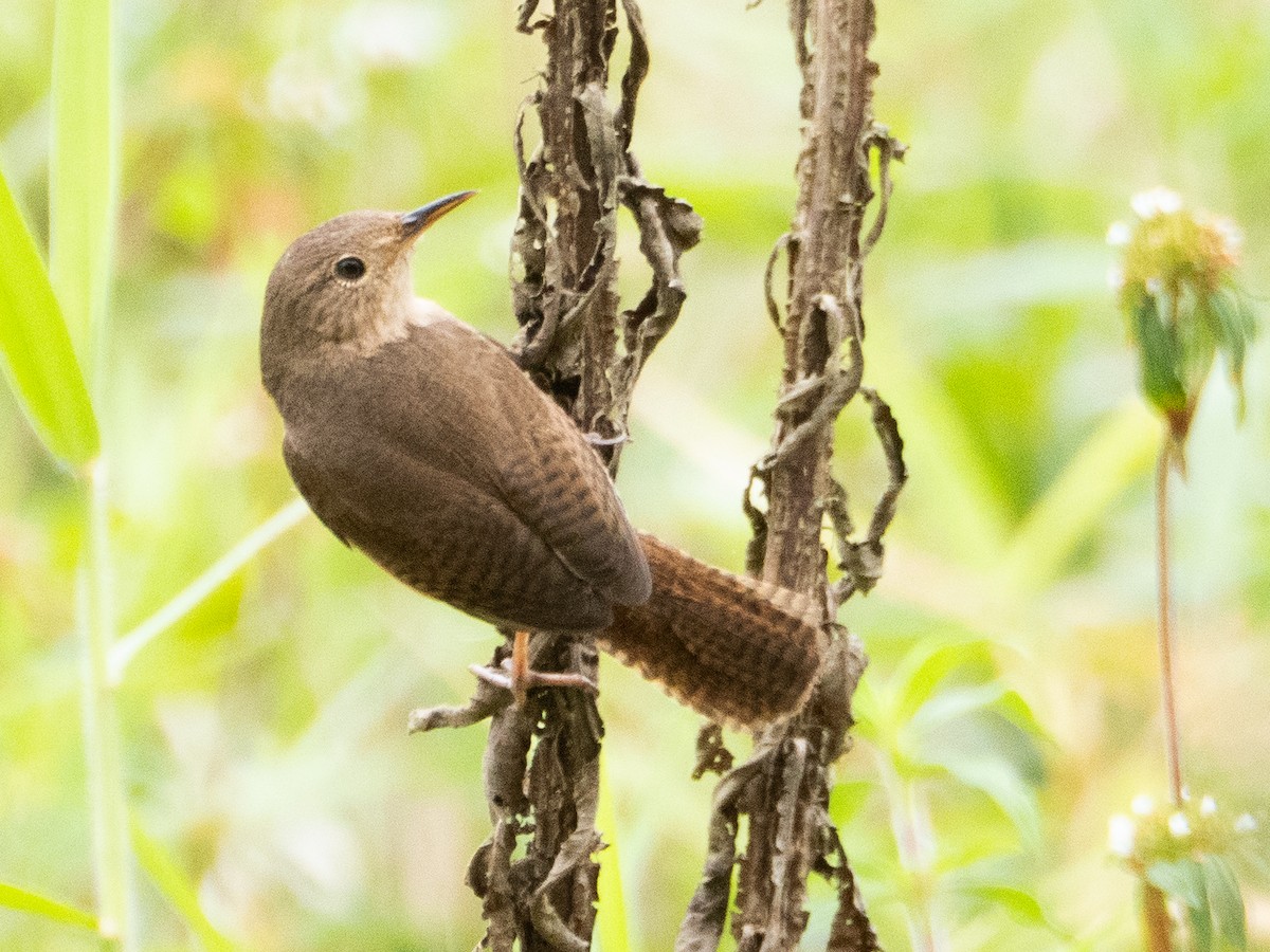 Southern House Wren - ML641958287