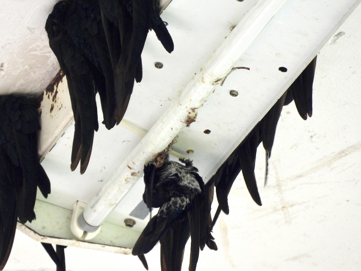 Plume-toed Swiftlet - ML641958303