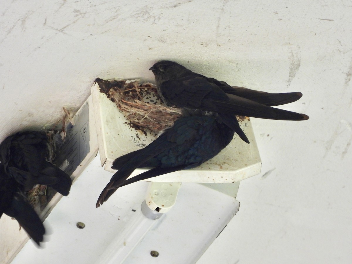 Plume-toed Swiftlet - ML641958304
