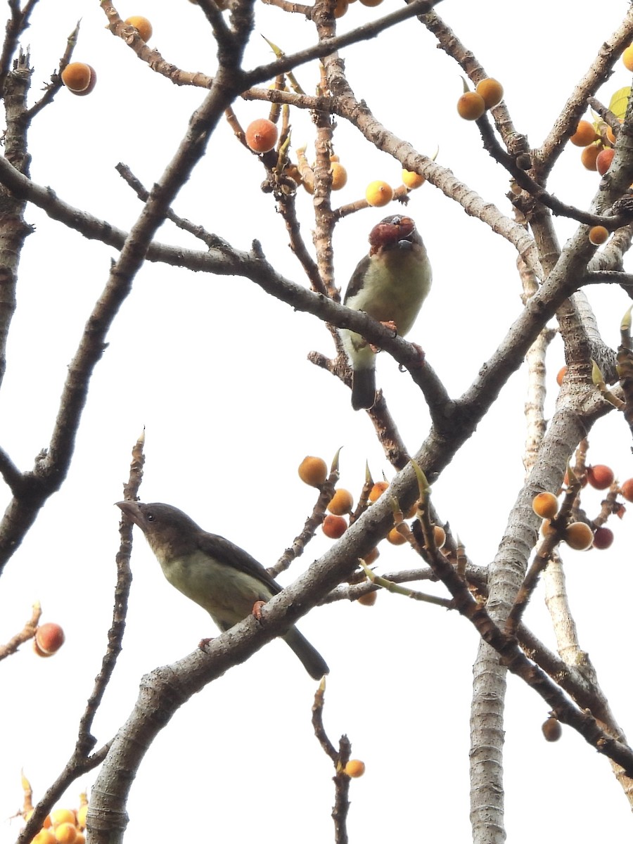 Sooty Barbet - ML641958311
