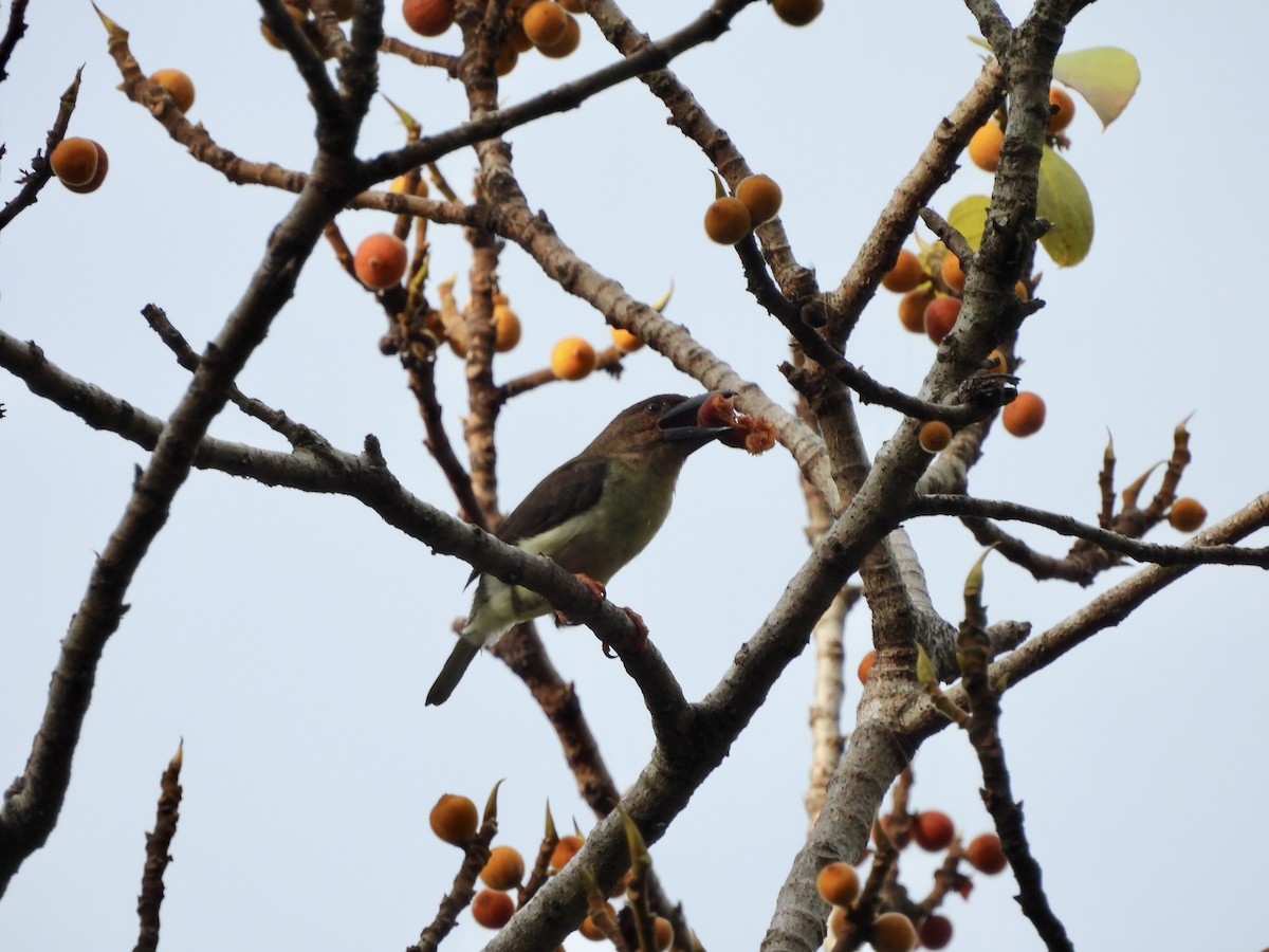 Sooty Barbet - ML641958312