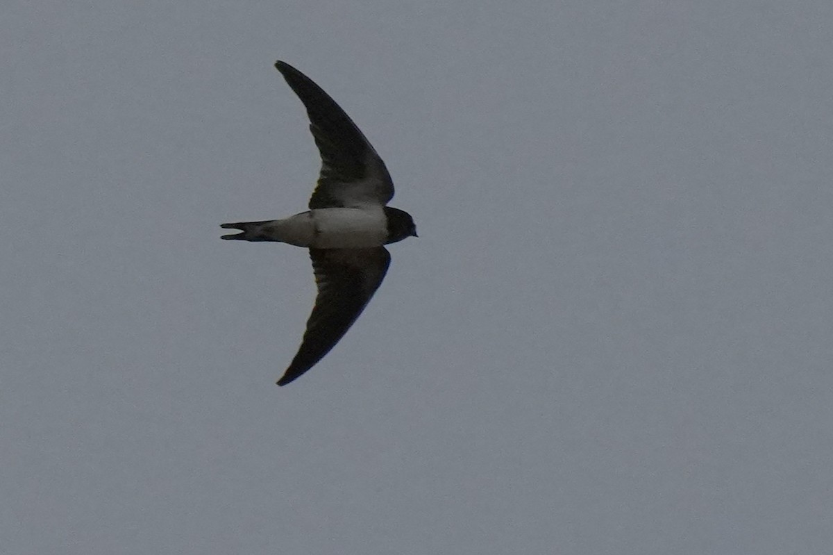 Barn Swallow - ML641958321