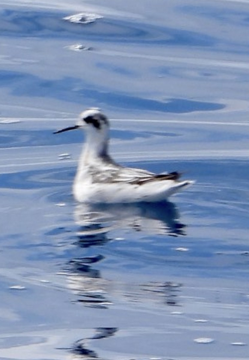 Red-necked Phalarope - ML641958329