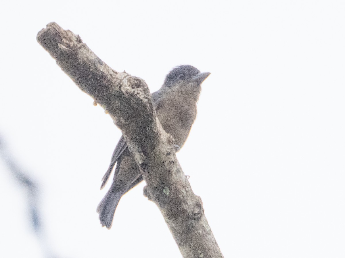 Crested Becard - ML641958337