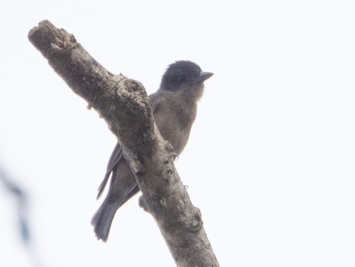 Crested Becard - ML641958338