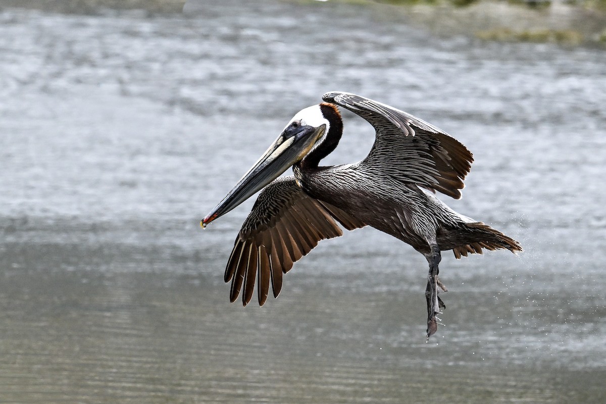 Brown Pelican - ML641958363