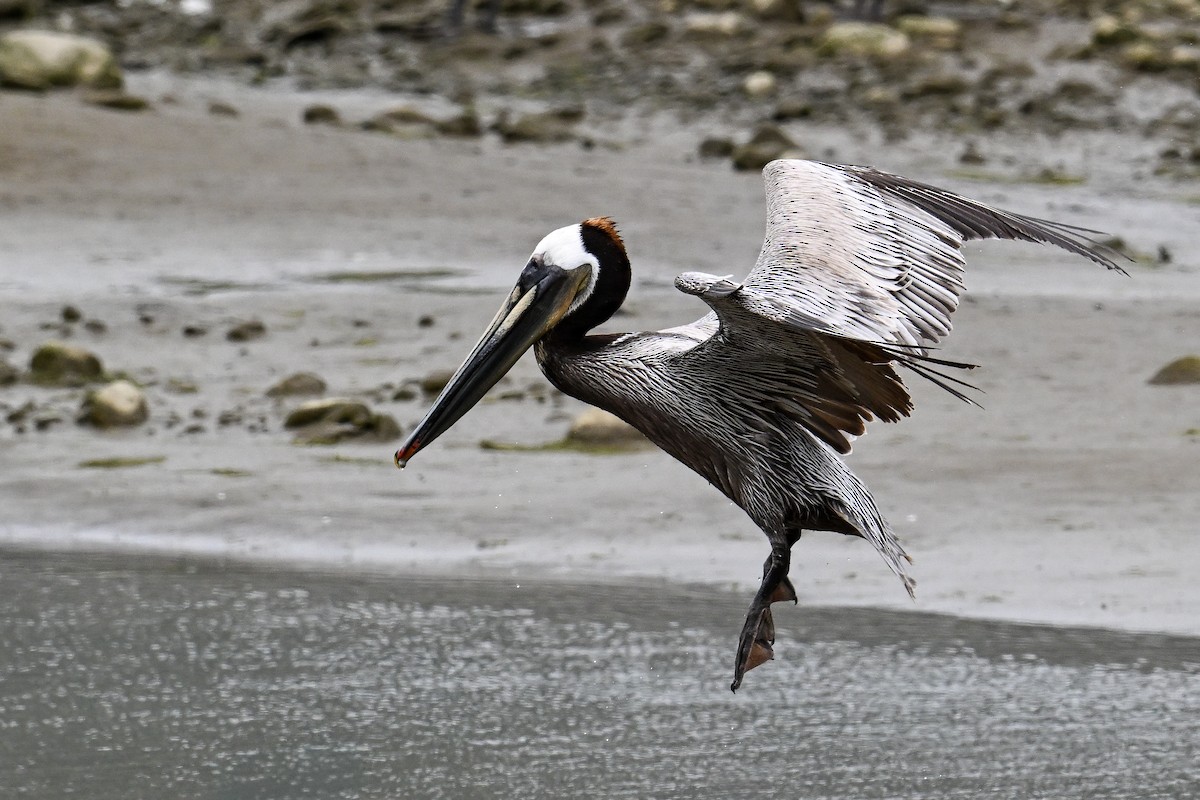 Brown Pelican - ML641958365