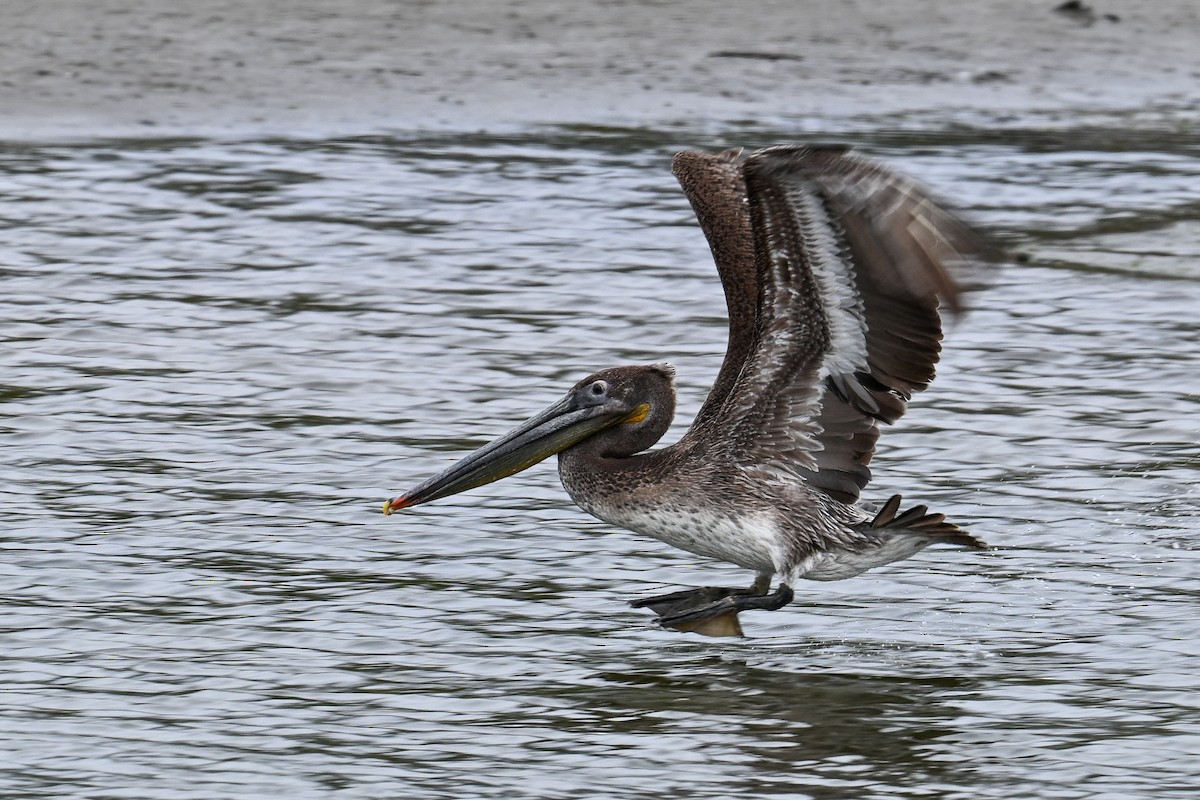 Brown Pelican - ML641958367