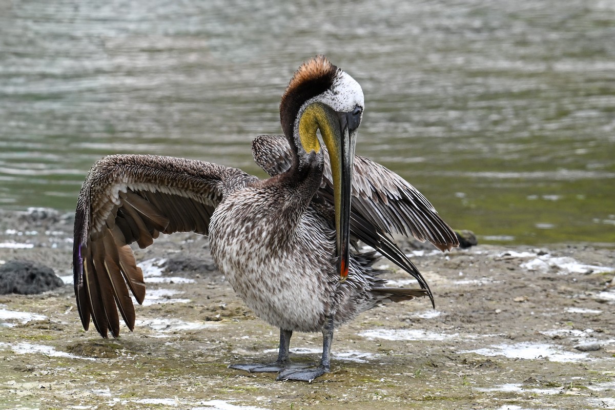 Brown Pelican - ML641958368