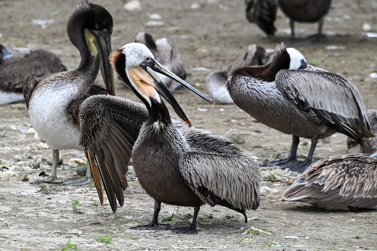 Brown Pelican - ML641958371