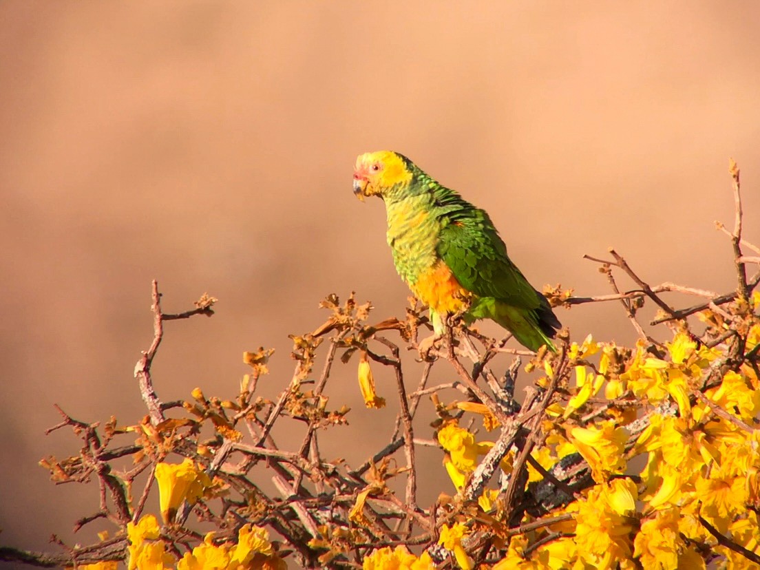 Yellow-faced Parrot - ML641958372