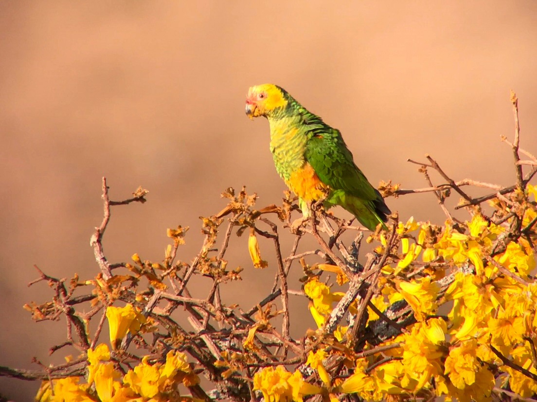 Yellow-faced Parrot - ML641958373