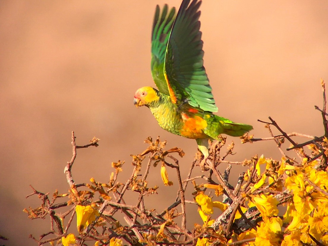 Yellow-faced Parrot - ML641958374