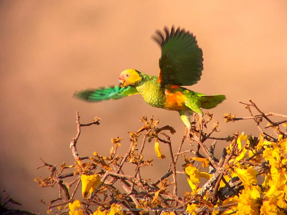 Yellow-faced Parrot - ML641958375