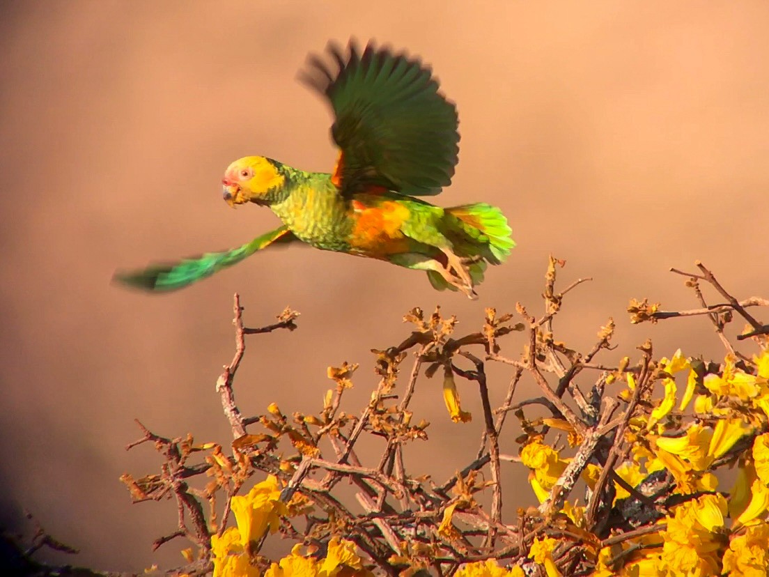 Yellow-faced Parrot - ML641958376