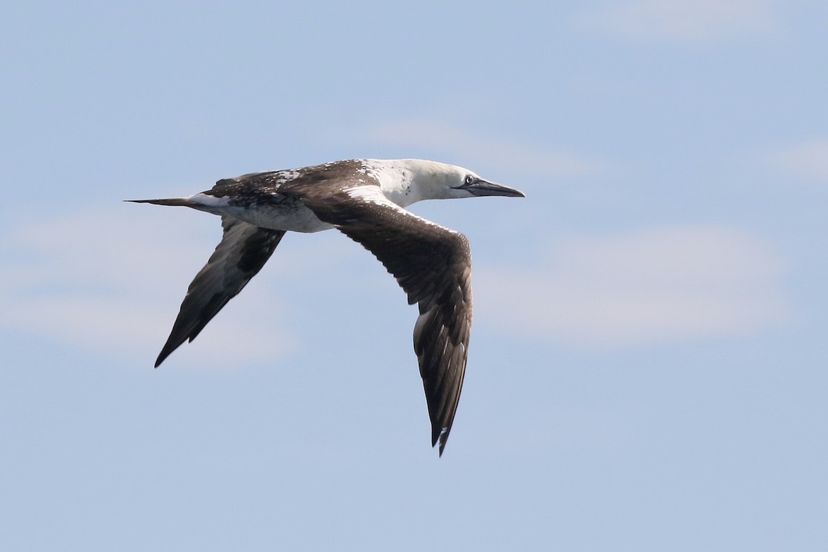 Northern Gannet - ML641958378